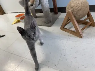 Almond