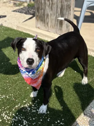 Molly