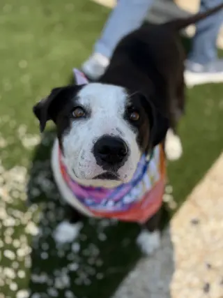 Molly
