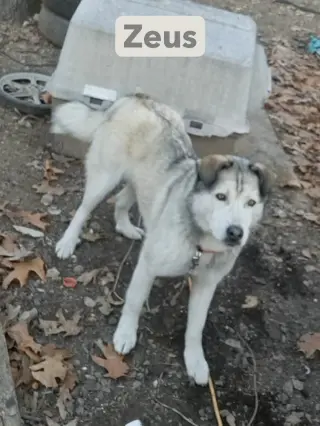 Zeus