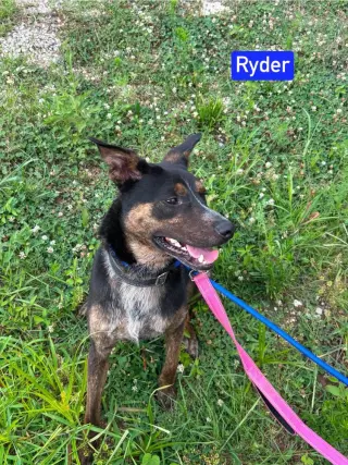 Ryder