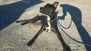 Patrick aka Lincoln