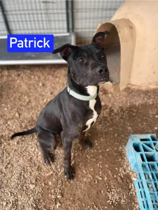 Patrick aka Lincoln