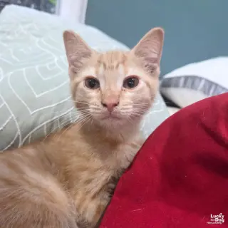 Scott