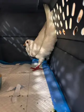 Pigeleon