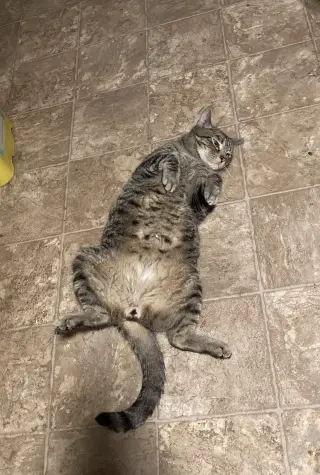 Cosmo