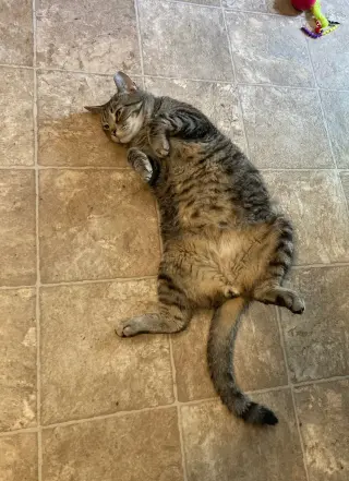 Cosmo