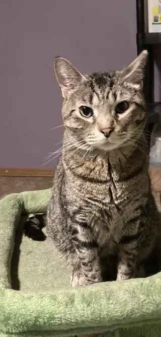 Cosmo