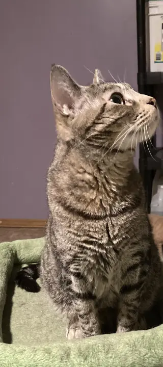Cosmo
