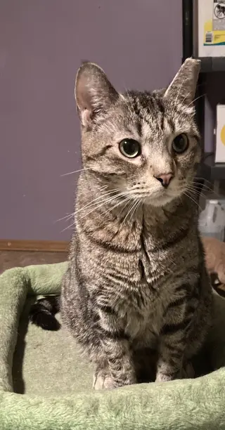 Cosmo