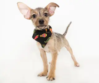 Nacho