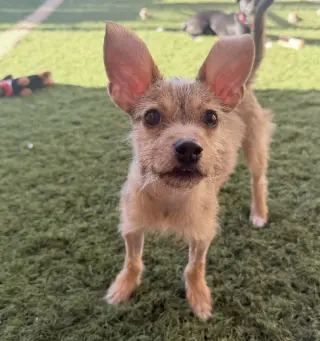 Nacho
