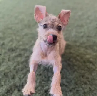Nacho