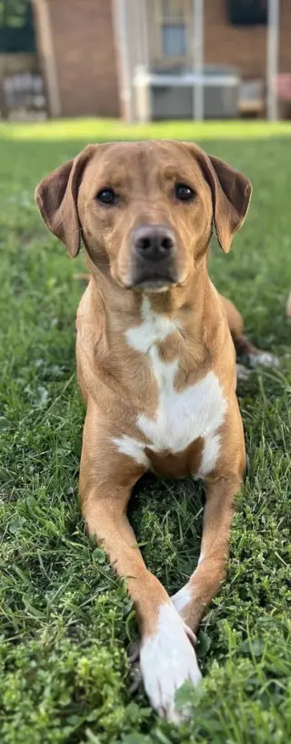 Paisley