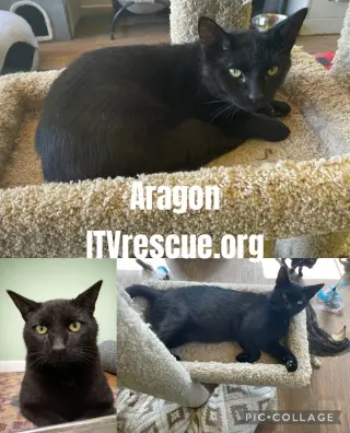 Aragon