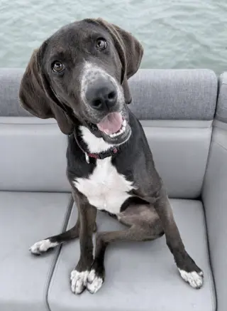 Josie