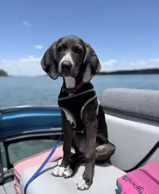 Josie