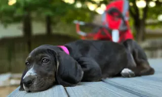 Josie