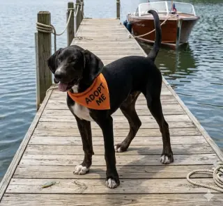 Josie