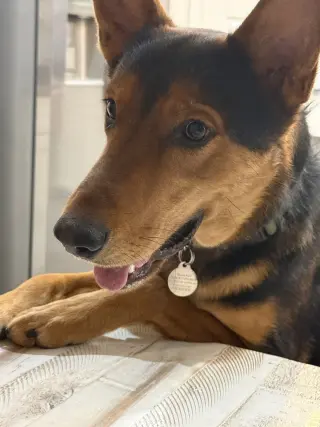 LOKI #12