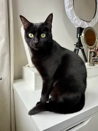 ROSIE #1883A - Offered by Owner - Good w/Dogs