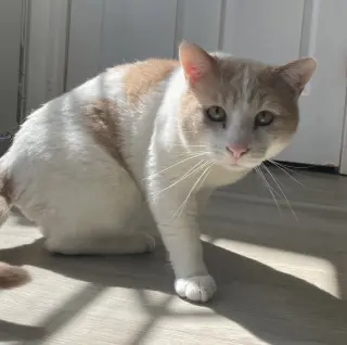 Chester