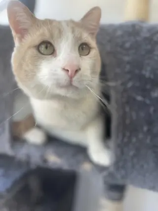 Chester