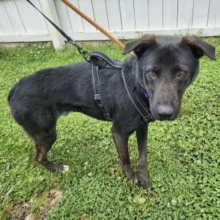 Ernie