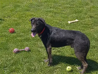 Ernie