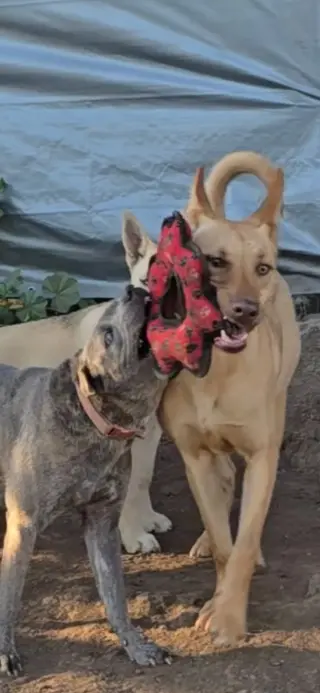 Nachito