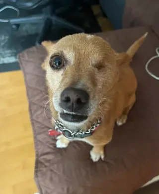 Chispita