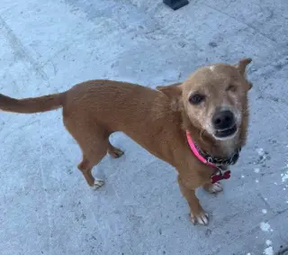 Chispita
