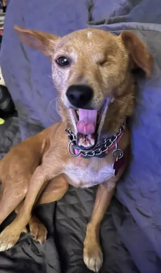 Chispita