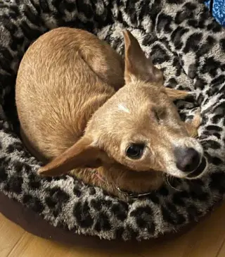 Chispita