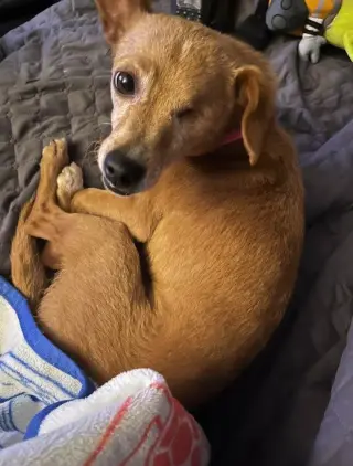 Chispita
