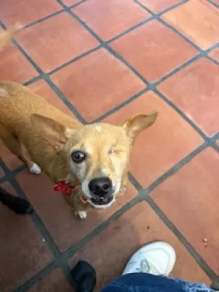 Chispita