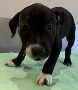 Kate Beckett Doglando Graduate