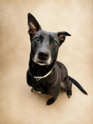 Stormy-$75 Adoption Fee! Diamond Dog!