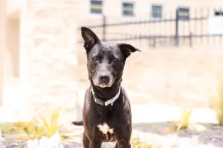 Stormy-$75 Adoption Fee! Diamond Dog!