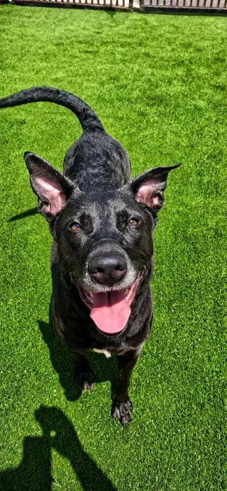 Stormy-$75 Adoption Fee! Diamond Dog!