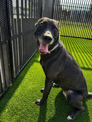 Stormy-$75 Adoption Fee! Diamond Dog!