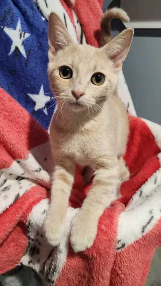 Kaya