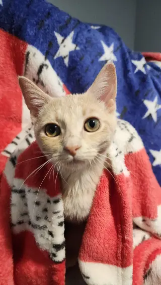 Kaya