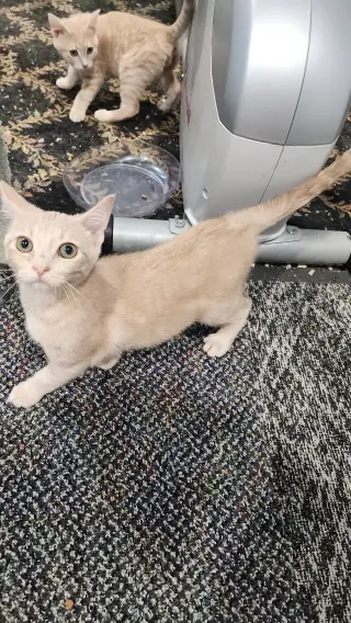 Kaya