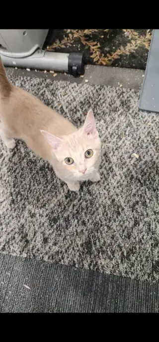 Kaya