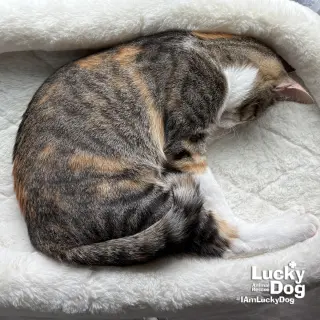 Tully