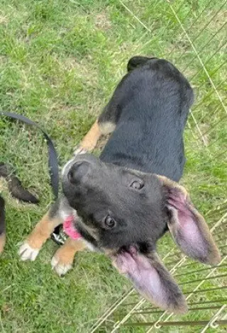 Bea