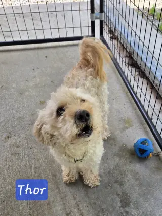 Thor