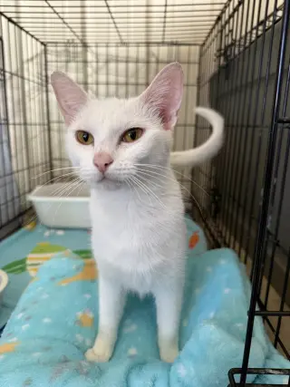 Shaylah aka Shylah