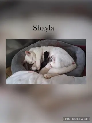 Shaylah aka Shylah